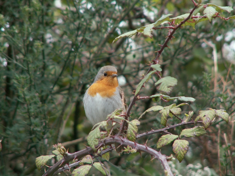 Pettirosso - Erithacus rubecula